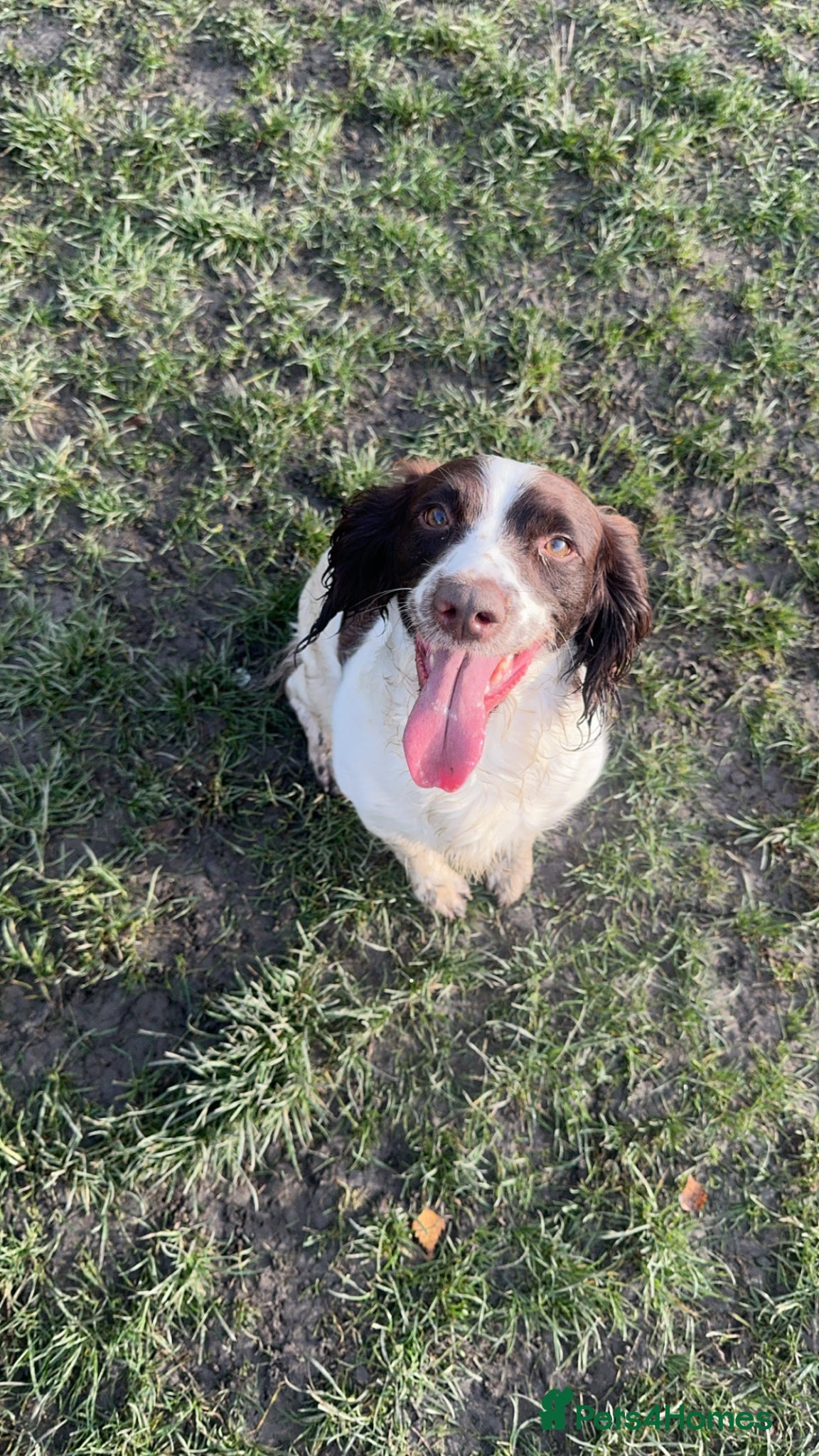 English Springer Spaniel dogs Stunning litter of working springer spaniels - Advert 1