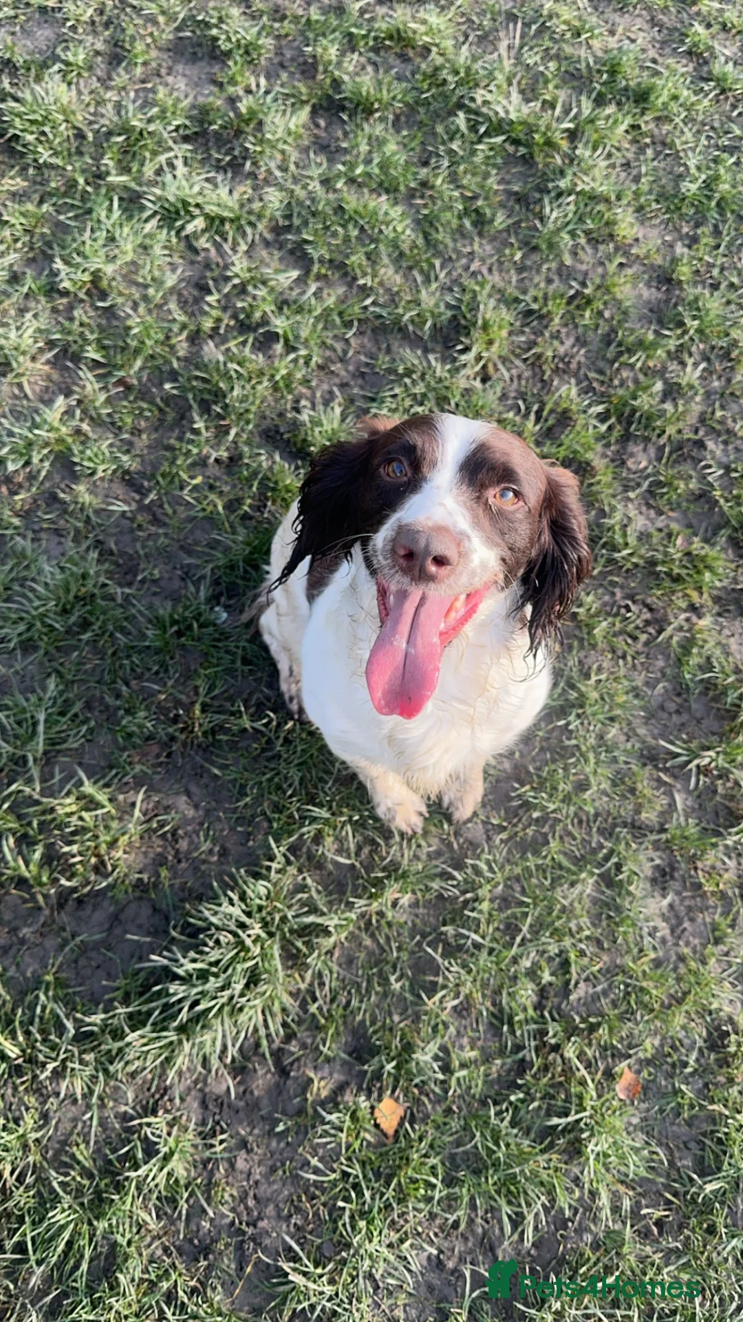 English Springer Spaniel dogs for sale: Stunning litter of working springer spaniels - Advert 1