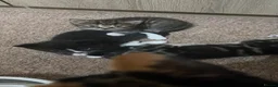 Mixed Breed cats for sale: Calico cross Norwegian forest cat - Advert 8