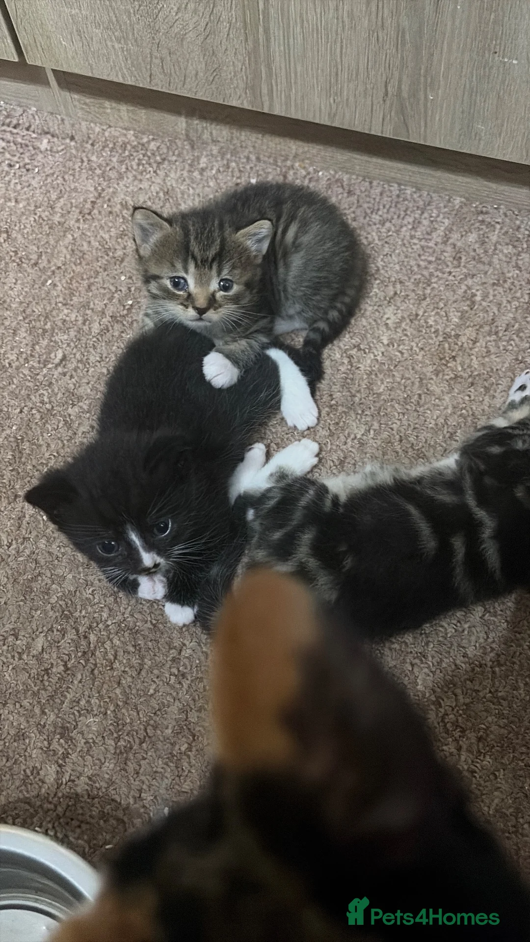 Mixed Breed cats for sale: Calico cross Norwegian forest cat - Advert 8