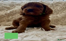 Cockapoo dogs for sale: A Beautiful litter of cockapoos  - Image 4