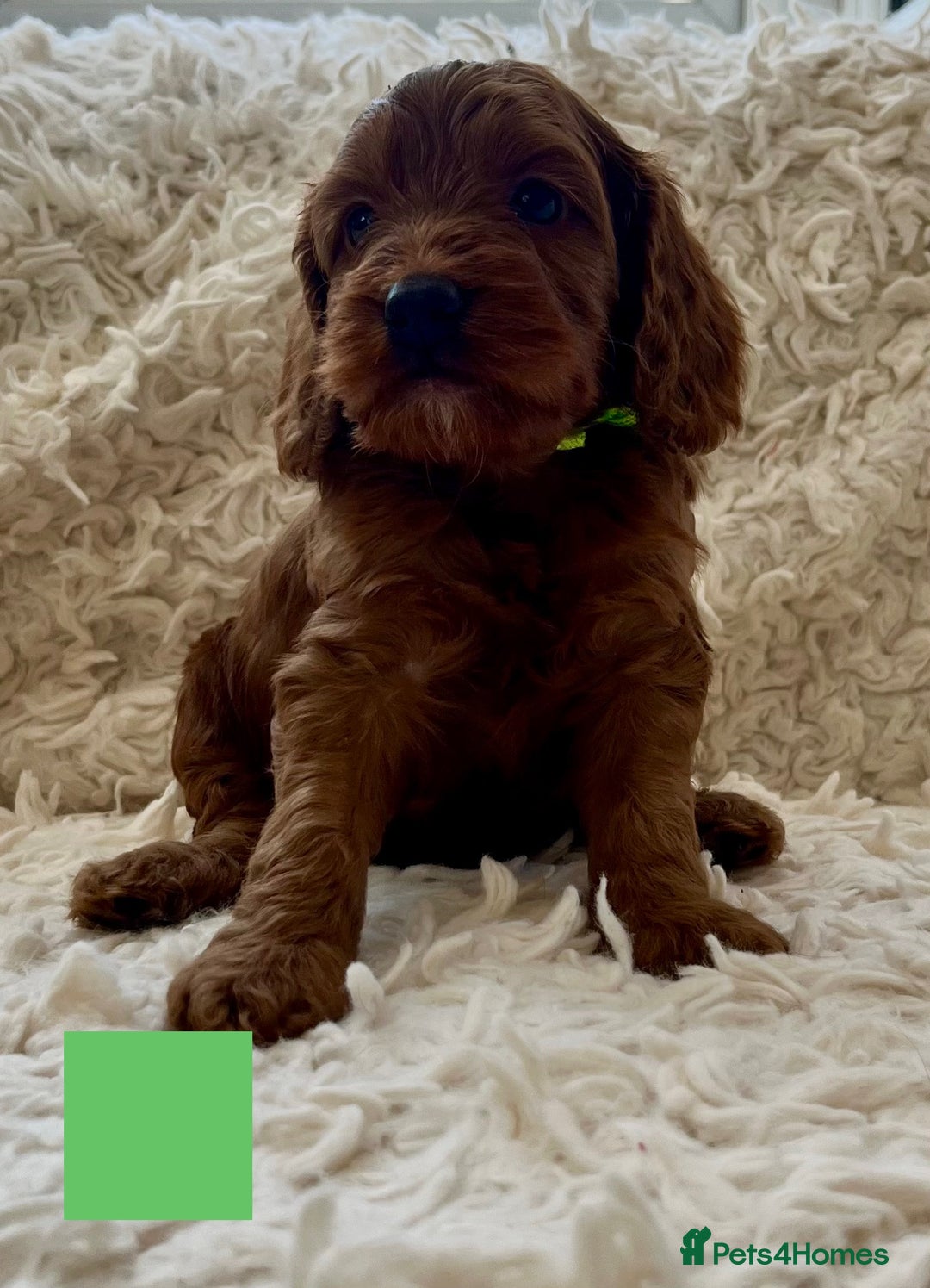 Cockapoo dogs for sale: A Beautiful litter of cockapoos  - Image 4