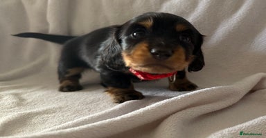Miniature Dachshund dogs - Advert 14