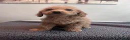Cockapoo dogs for sale: 🐶 Beautiful F1B Cockapoo Puppies 🐶 - Advert 20