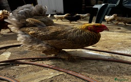 Chickens poultry for sale: Whole Laying Hen Flock for Sale, chicks, hens. - Image 12