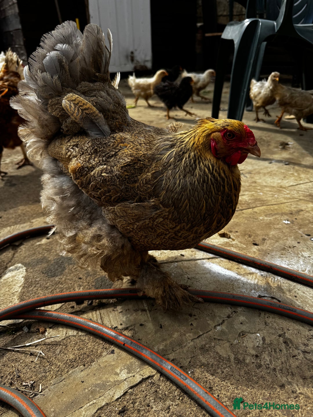 Chickens poultry for sale: Whole Laying Hen Flock for Sale, chicks, hens. - Image 12