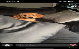 Goldendoodle dogs for sale: ⭐️ F1 Outstanding Golden Doodles ⭐️ - Image 8