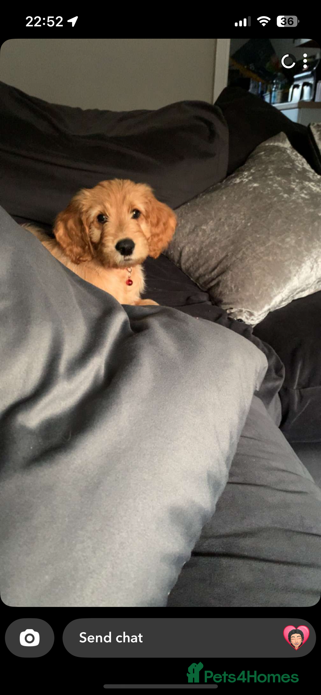 Goldendoodle dogs for sale: ⭐️ F1 Outstanding Golden Doodles ⭐️ - Image 8