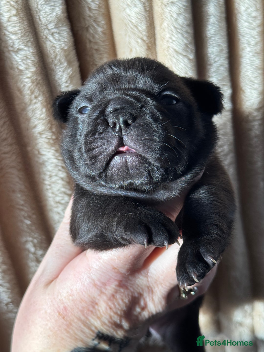 French Bulldog dogs for sale: AMAZING QUALITY FRENCH BULLDOG PUPS  - Advert 2