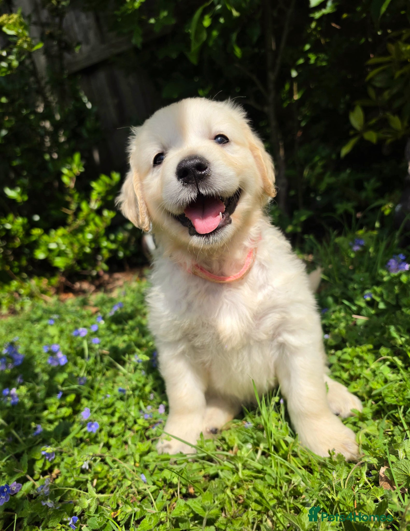 Golden Retriever dogs KC Puppies cream & gold - Advert 8