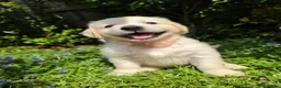 Golden Retriever dogs for sale: KC Puppies cream & gold - Advert 3