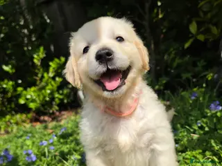Golden Retriever dogs KC Puppies cream & gold - Advert 8