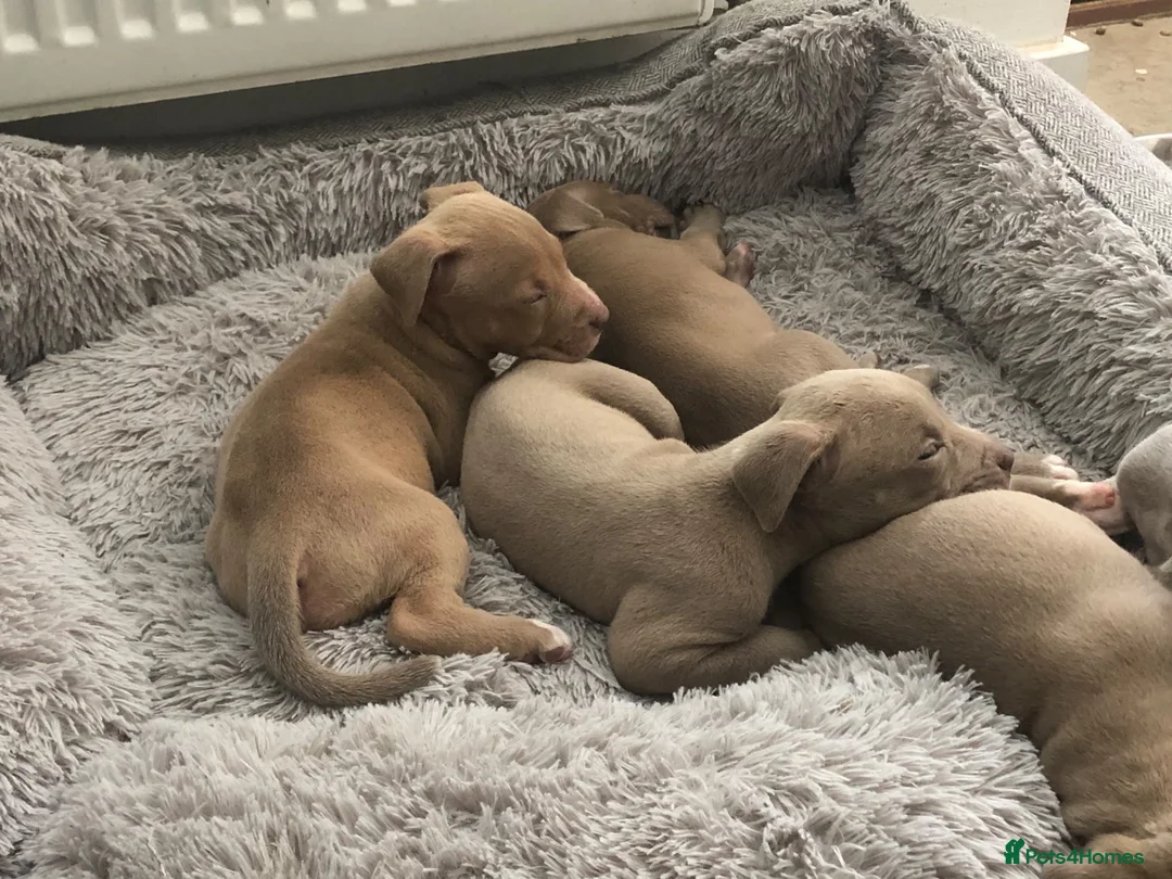 Mixed Breed dogs for sale: Staffy x  - Advert 6