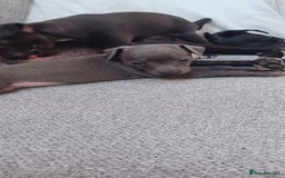 Italian Greyhound dogs for sale: Beautiful Italian greyhounds - Image 3