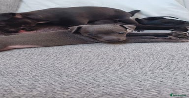 Italian Greyhound dogs - Advert 15