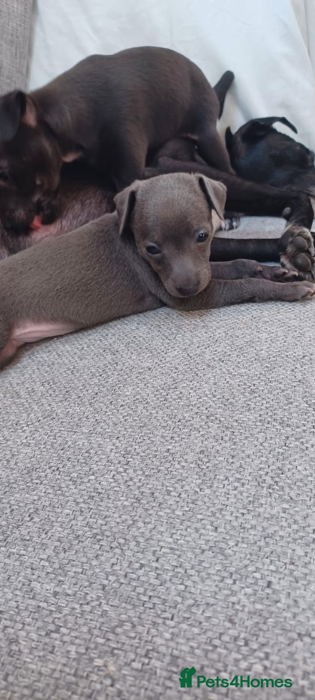 Italian Greyhound dogs for sale: Beautiful Italian greyhounds - Image 3