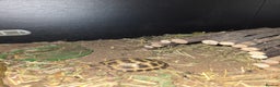 Tortoise reptiles for sale: Baby Horsefield tortoise available with set up - Advert 2