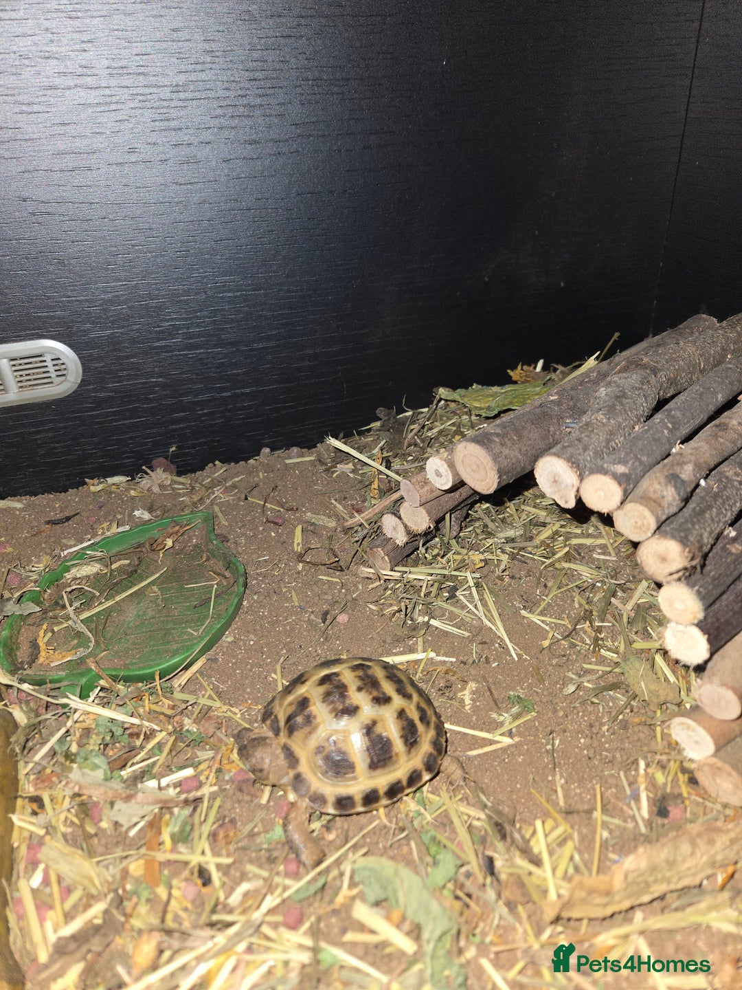Tortoise reptiles for sale: Baby Horsefield tortoise available with set up - Advert 2