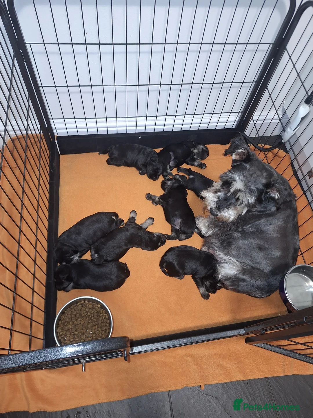 Miniature Schnauzer dogs for sale: 8 adorable miniature schnauzer puppies  - Advert 3