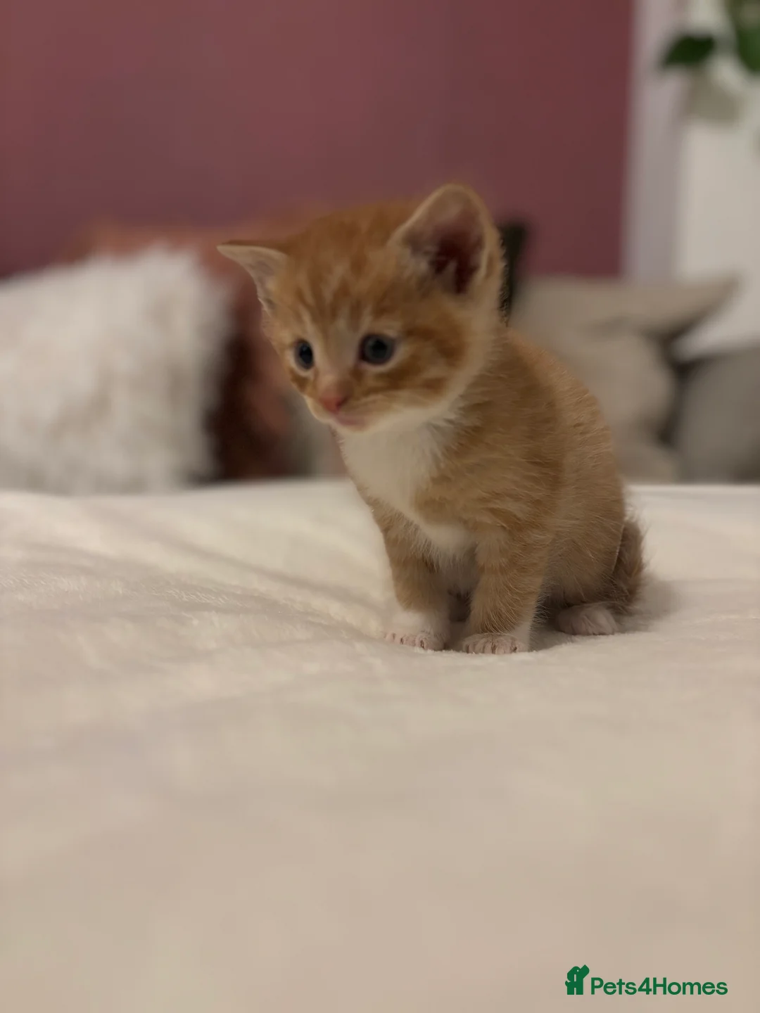 Mixed Breed cats for sale: Maine coon cross kittens ***ONLY ONE BOY LEFT!* - Advert 15