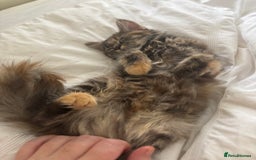 Persian cats for sale: Beautiful Persian x long haired kitten  - Image 17