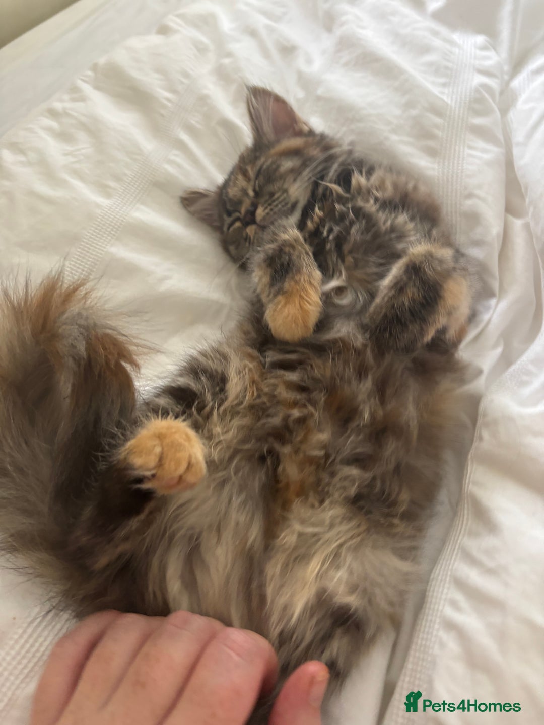 Persian cats for sale: Beautiful Persian x long haired kitten  - Image 17