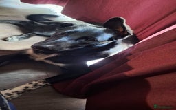 Mixed Breed dogs for sale: 6 months trained puppy - Image 1