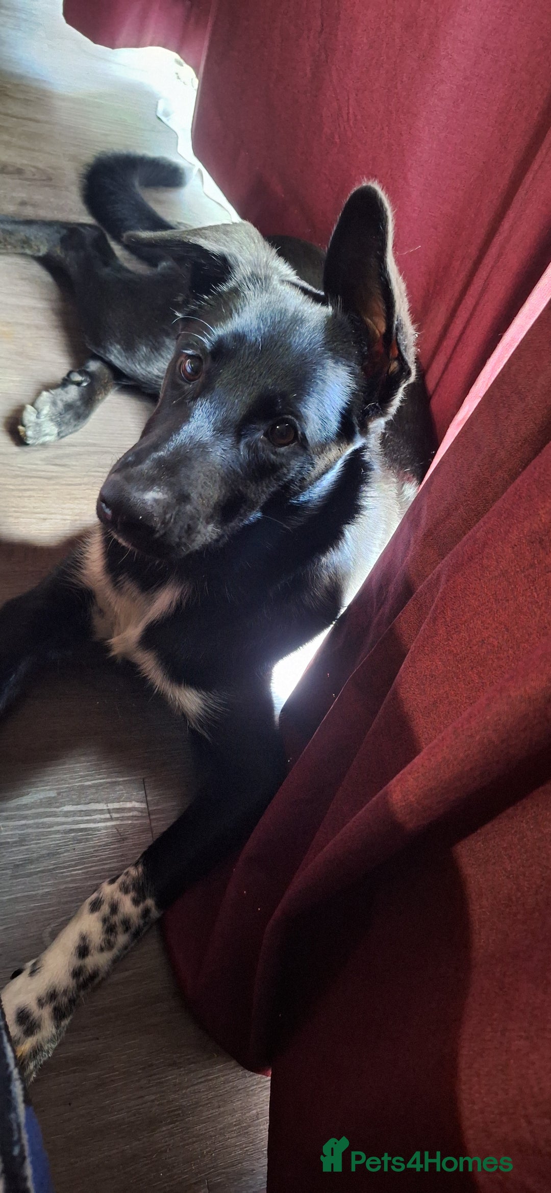 Mixed Breed dogs for sale: 6 months trained puppy - Image 1