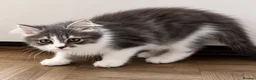 Ragdoll cats for sale: Ragdoll & Ragdoll cross kittens - Advert 12