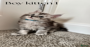 Maine Coon cats - Advert 3