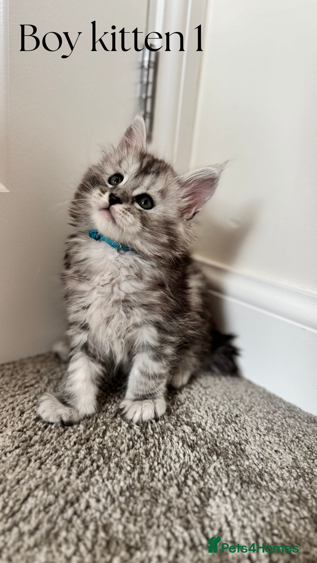 Maine Coon cats for sale: Pure brew fluffy mainecoon kittens  - Image 3