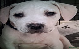 Cane Corso dogs for sale: Beautiful rear straw/white cane corso puppies. - Image 7