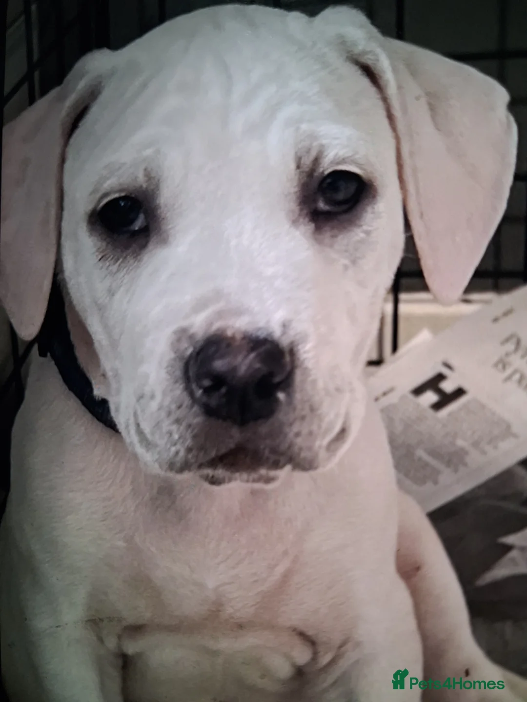 Cane Corso dogs for sale: Beautiful rear straw/white cane corso puppies. - Advert 7