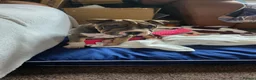 Mixed Breed dogs for sale: 11 week old Shar pei cross American bulldog  - Advert 5