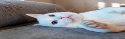 Munchkin cats for sale: Exceptional Quality & Extremely Rare Minuets - Advert 13