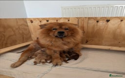 Chow Chow dogs for sale: ONE GIRL LEFT! Adorable Chow Chow Cubs 🐻  - Image 9