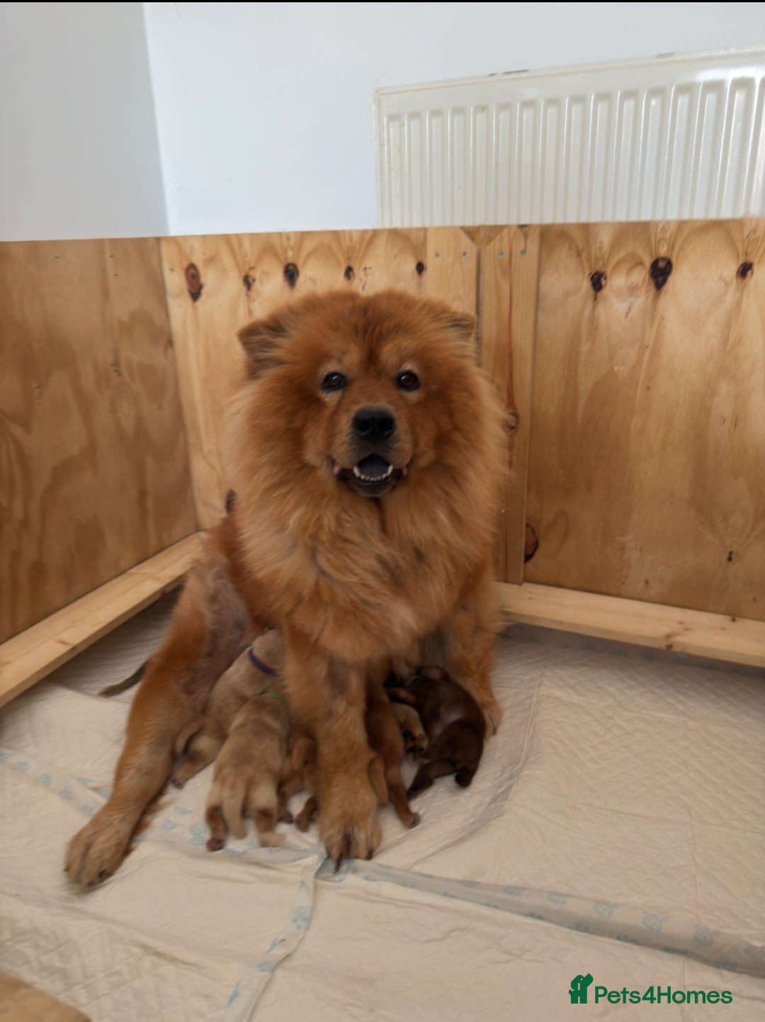 Chow Chow dogs for sale: ONE GIRL LEFT! Adorable Chow Chow Cubs 🐻  - Image 9