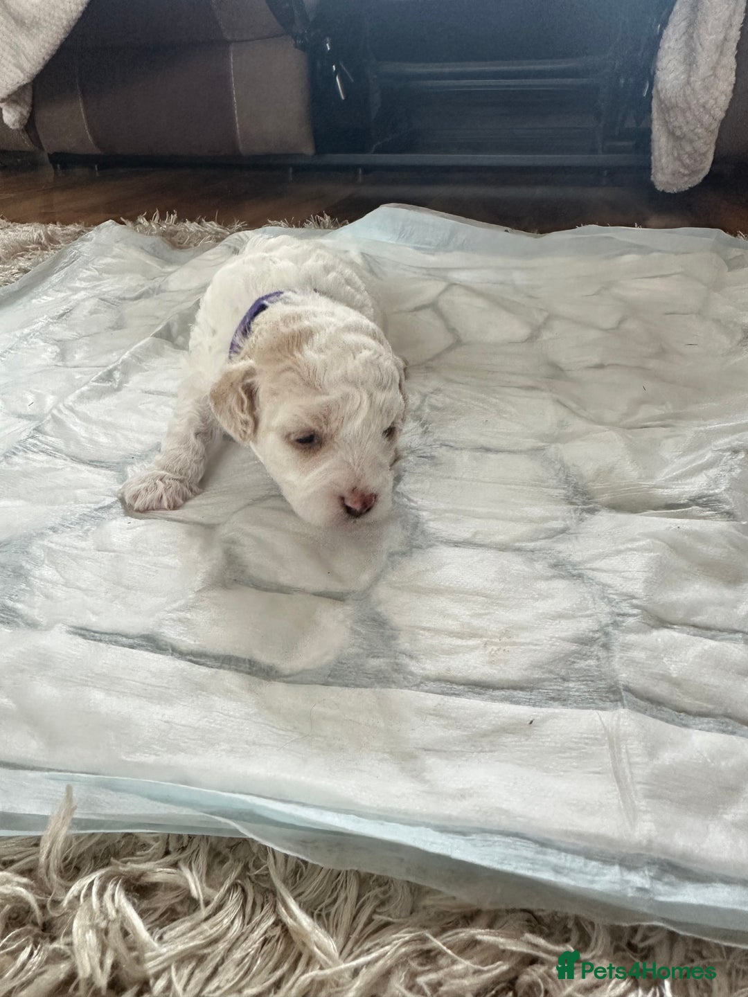Cavapoochon dogs for sale: Beautiful cavapoochon puppies - Image 10