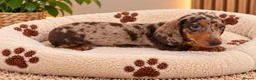 Miniature Dachshund dogs for sale: Miniature Dachshund Puppies  - Advert 24