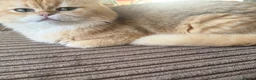 British Shorthair cats for sale: Golden chocolate British shorthair  - Advert 3