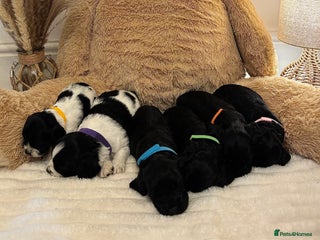 Mixed Breed dogs Cocker Sproodle Puppies ready 16/12 - Advert 10