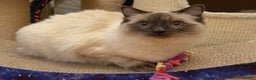 Ragdoll cats for sale: GCCF REGISTERED Ragdoll Kitten Blue Colourpoint - Advert 7