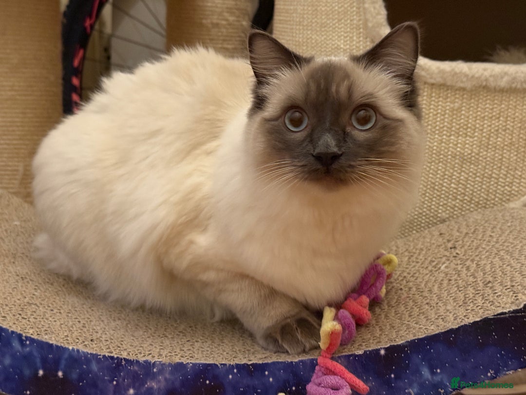 Ragdoll cats for sale: GCCF REGISTERED Ragdoll Kitten Blue Colourpoint - Advert 7