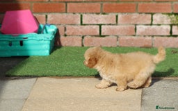 Cavapoo dogs for sale: F1 Cavapoo puppies for sale FULLY VACCINATED - Advert 35