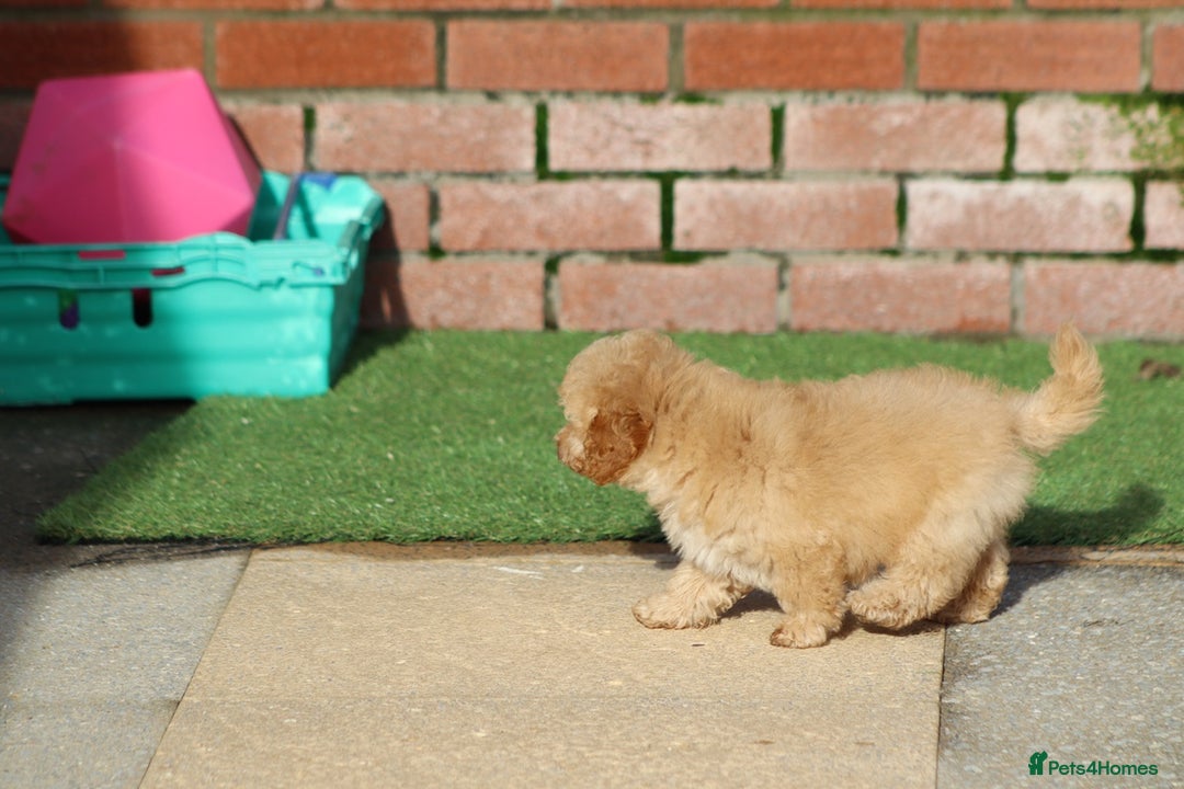 Cavapoo dogs for sale: F1 Cavapoo puppies for sale FULLY VACCINATED - Advert 35