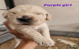 Golden Retriever dogs for sale: Lovely Golden Retriever puppies ❤️  - Image 25