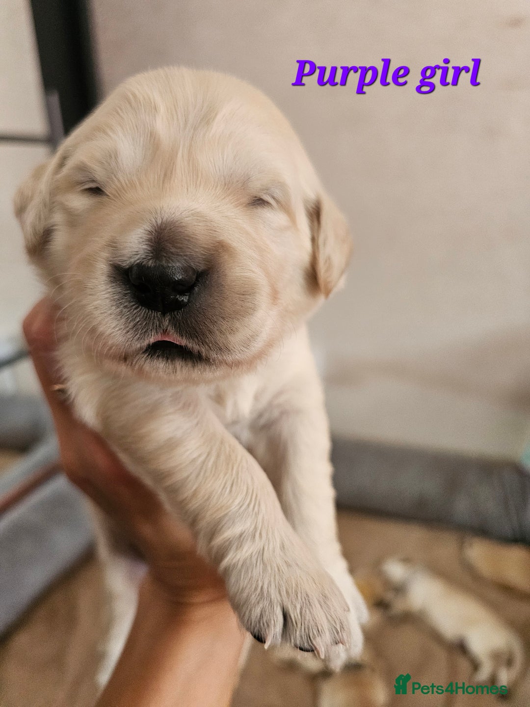 Golden Retriever dogs for sale: Lovely Golden Retriever puppies ❤️  - Image 25
