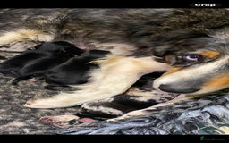 German Shepherd dogs for sale: Big chunky GSD X Collie pups ready now. - Image 8