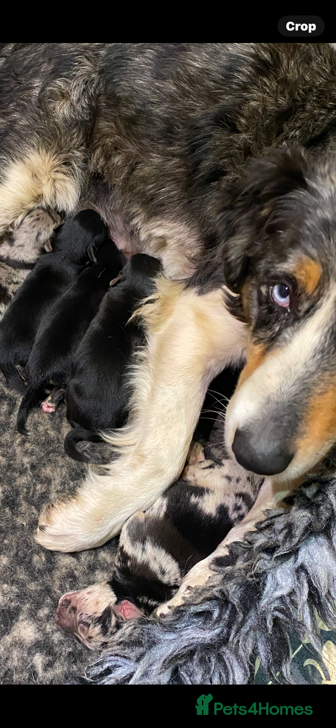German Shepherd dogs for sale: Big chunky GSD X Collie pups ready now. - Image 8