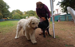 Mixed Breed dogs for adoption: Meet JOJO - a superb big girl, for a Loving Home - Image 9
